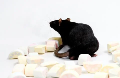 Rat with marmalade. Stock Photos