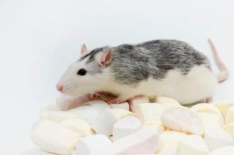 Rat with marmalade. Stock Photos