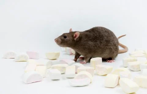 Rat with marmalade. Stock Photos