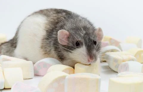 Rat with marmalade. Stock Photos
