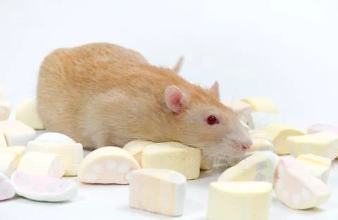 Rat with marmalade. Stock Photos