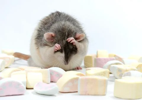 Rat with marmalade. Stock Photos