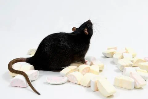 Rat with marmalade. Stock Photos