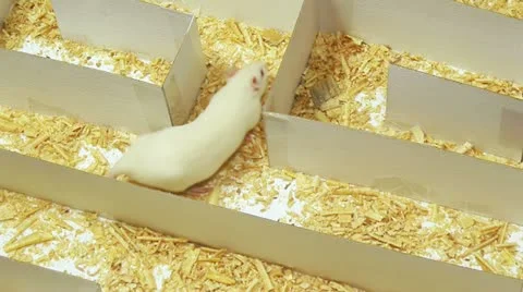Rat Maze Camera Follows Stock Footage 11248785
