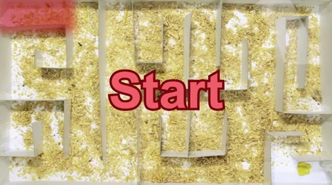 Rat Maze Time Lapse 24p (HD) Stock Footage 11250978