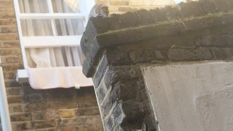 Rat Mice Climbing down the brick fence wall in backyard Terrace Garden London Uk 스톡 동영상 128374003