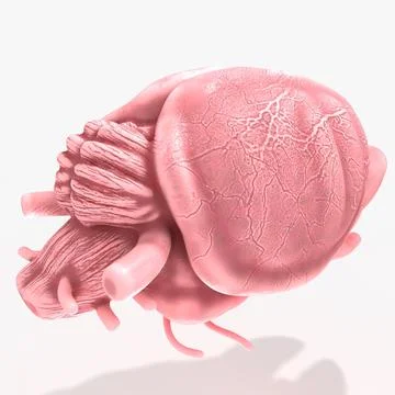 Rat Mouse Brain 3D Model