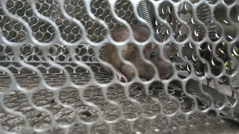 Rat in the Mouse Cage in Freezing Shot. Stock Footage 134011606