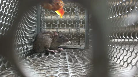 Rat in the Mouse Cage in Freezing Shot. Stock Footage 134011658