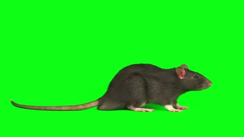 Rat mouse gray set isolated on green background screen Stock Footage 260627556