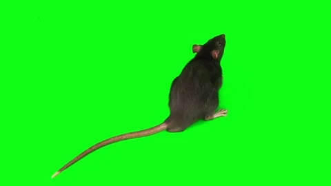 Rat mouse gray set isolated on green background screen Stock Footage 260627578