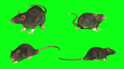 Rat mouse gray set isolated on green bac... | Stock Video | Pond5