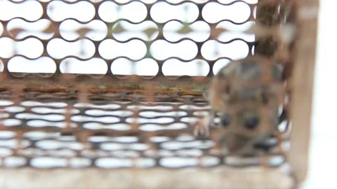 Rat, mouse immure in cage Stock Footage 226748378