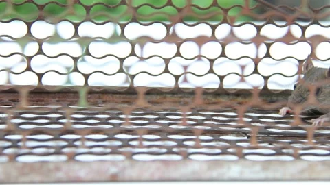 Rat, mouse immure in cage Stock Footage 226748379