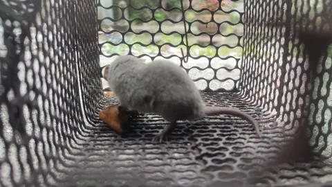 A rat moves anxiously inside a cage Stock Footage 303561354