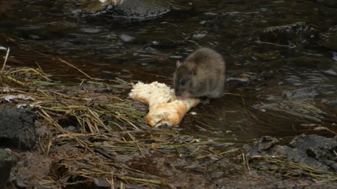 A rat near the river Vidéo 301018886