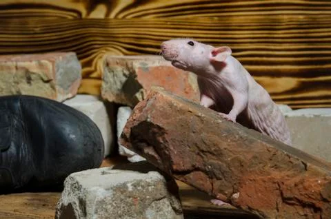 Rat, old bricks. Stock Photos