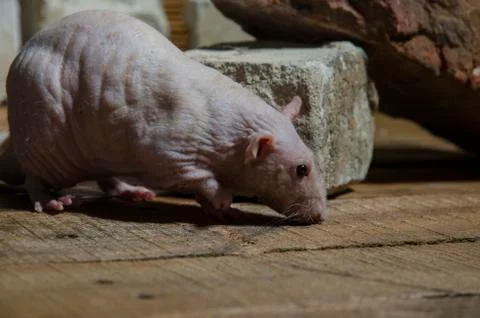 Rat, old bricks. Stock Photos