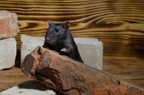 Rat, old bricks. Stock Photos