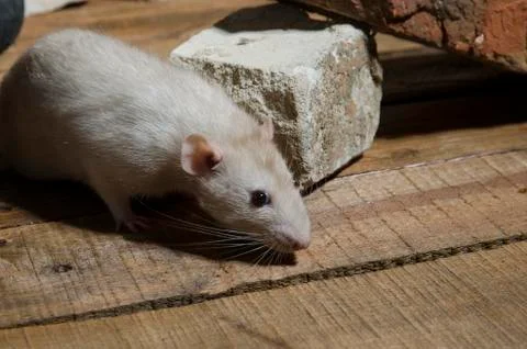 Rat, old bricks. Stock Photos