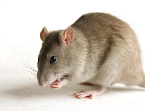 Rat over white background Stock Photos