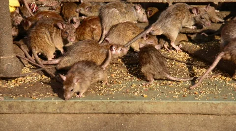 Rat pack Video stock 40878161