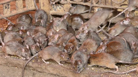 Rat pack Video stock 40878174