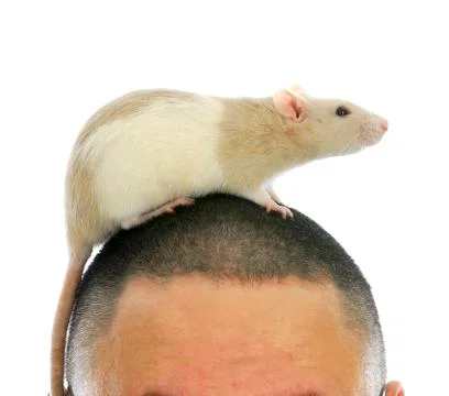 Rat on person's head Stock Photos