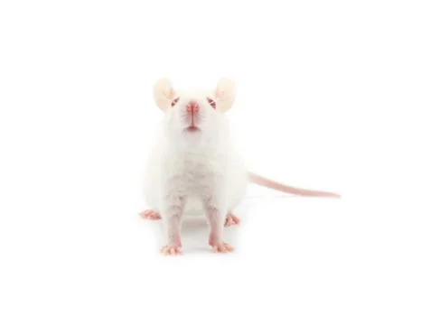 Rat Stock Photos