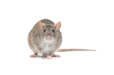 Rat Stock Photos