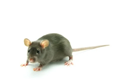 Rat Foto stock