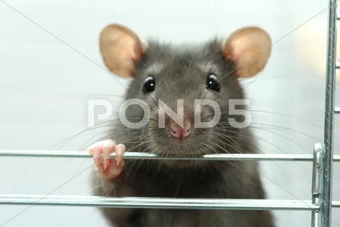 Rat Stock Photos