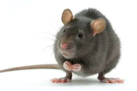 Rat Stock Photos