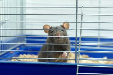 Rat Foto stock