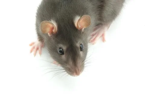 Rat Stock Photos