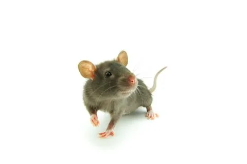Rat Stock Photos