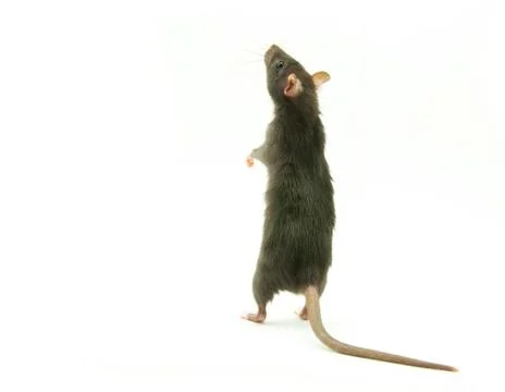 Rat Stock Photos