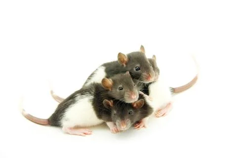 Rat Foto stock