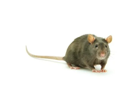Rat Foto stock