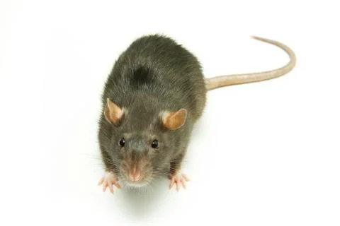 Rat Foto stock