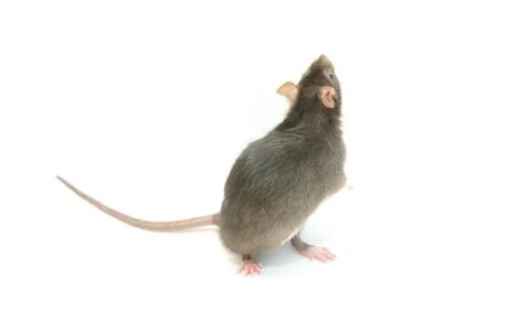 Rat Stock Photos