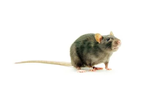 Rat Stock-Fotos