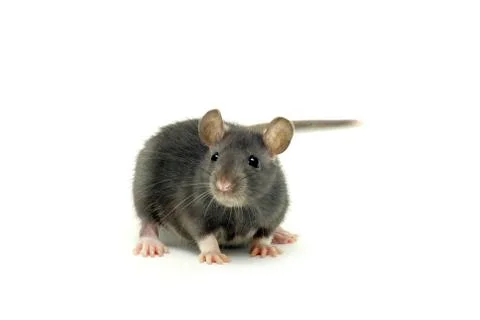 Rat Stock Photos