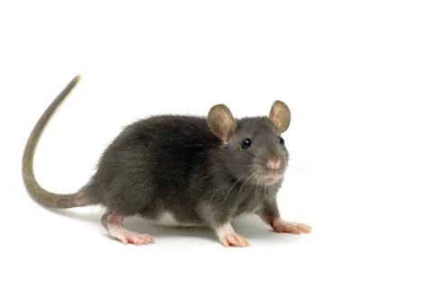 Rat Stock Photos