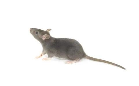 Rat Foto stock
