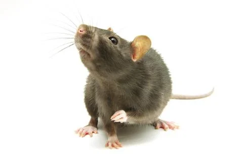 Rat Stock Photos