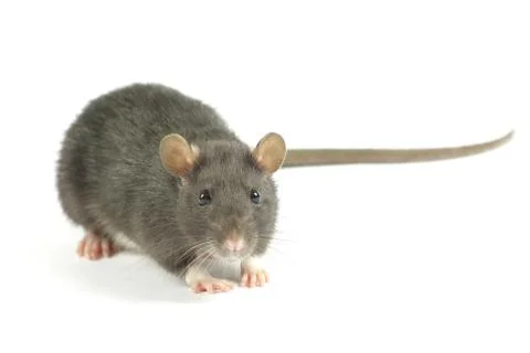 Rat Stock Photos
