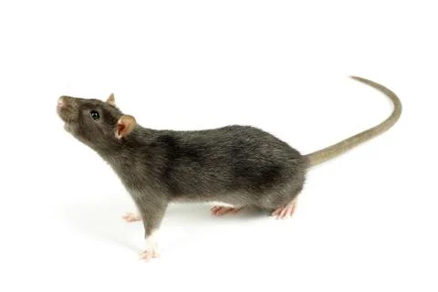 Rat Stock Photos