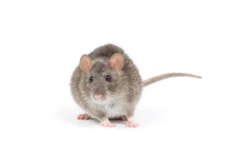 Rat Stock-Fotos