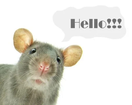 Rat Stock Photos